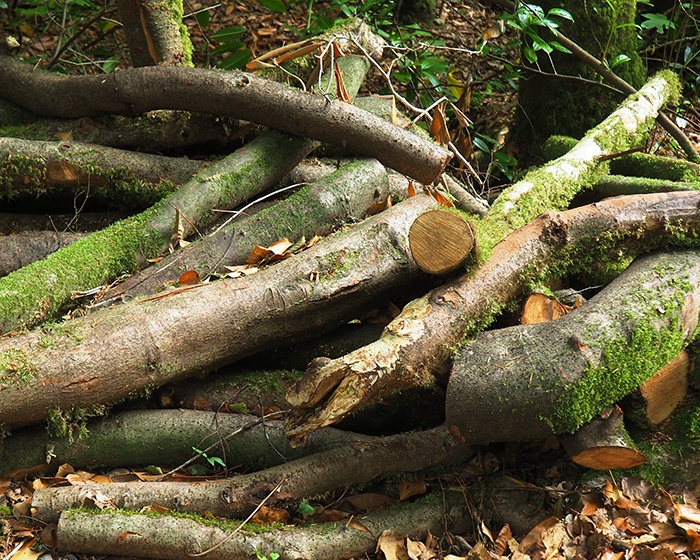 logs on the ground