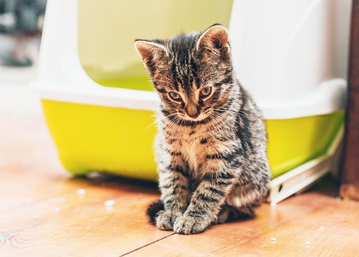 cat sitting by cat litter